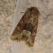 MIDDLE-BARRED MINOR