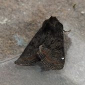 MARBLED MINOR AGG
