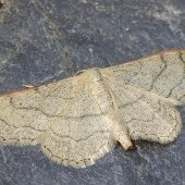 RIBAND WAVE