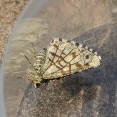 LATTICED HEATH