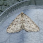 MOTTLED GREY