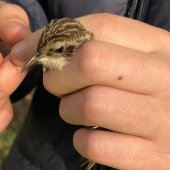TREECREEPER