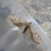 BRINDLED PUG