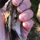 TWITE