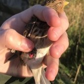 TWITE